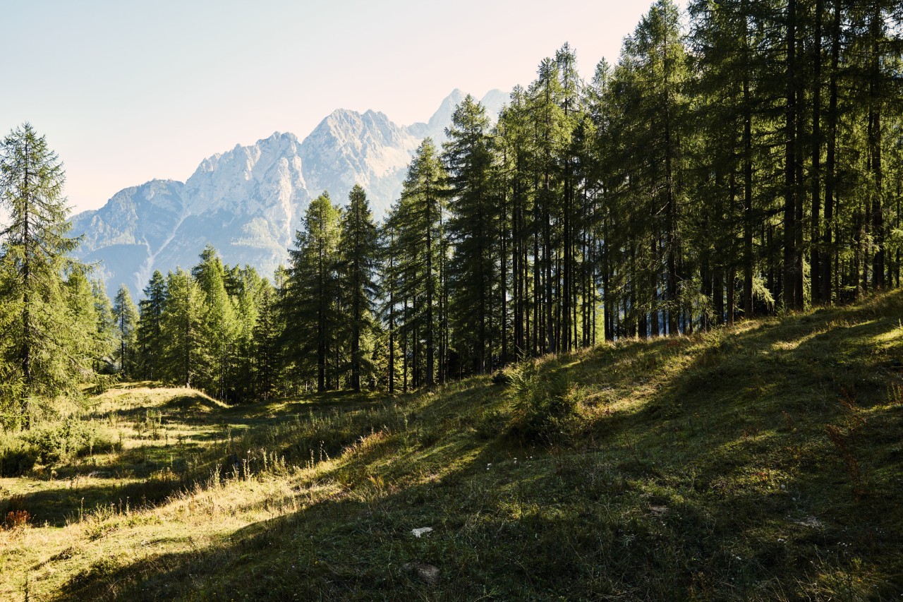 Persbericht STIHL